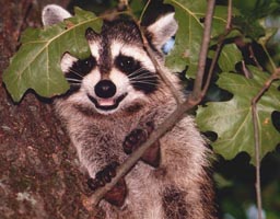 2011 Amateur Liz Bennett Cheek, Smiling Raccoon