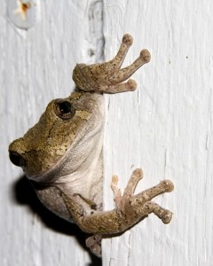 2011 Professional Amanda Woodruff, Tree Frog